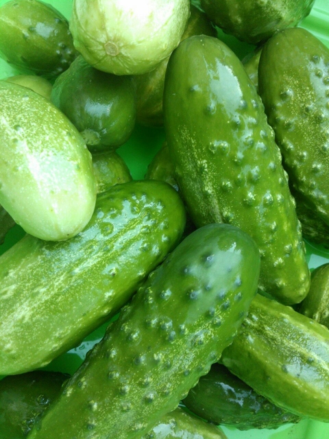 Огуречки
