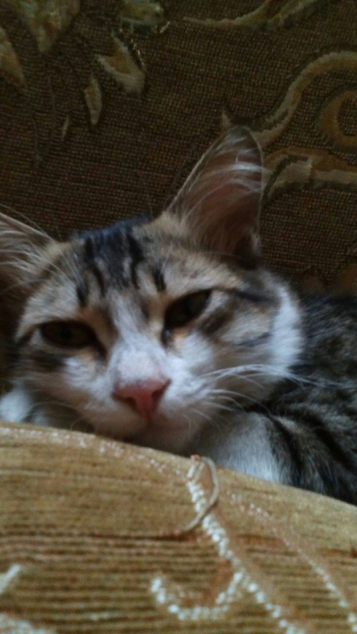 ""cat""