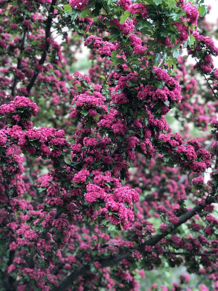 spring