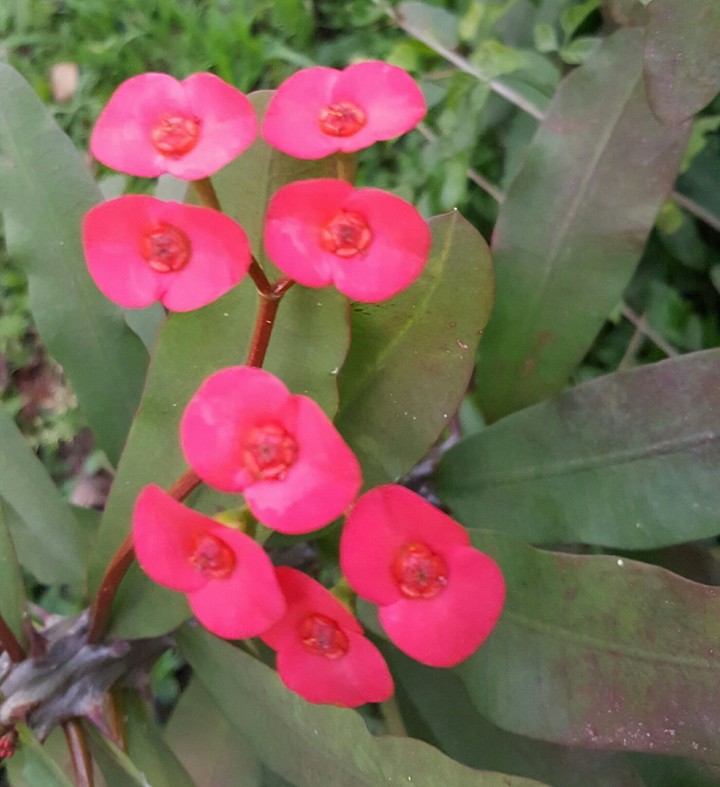 Flowers