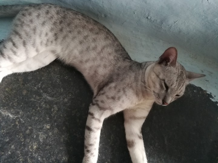 my cat