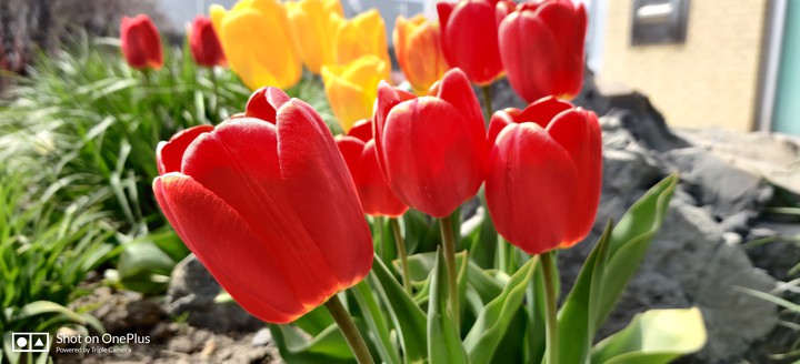 tulips