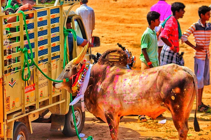 Manjuvirattu kaalai