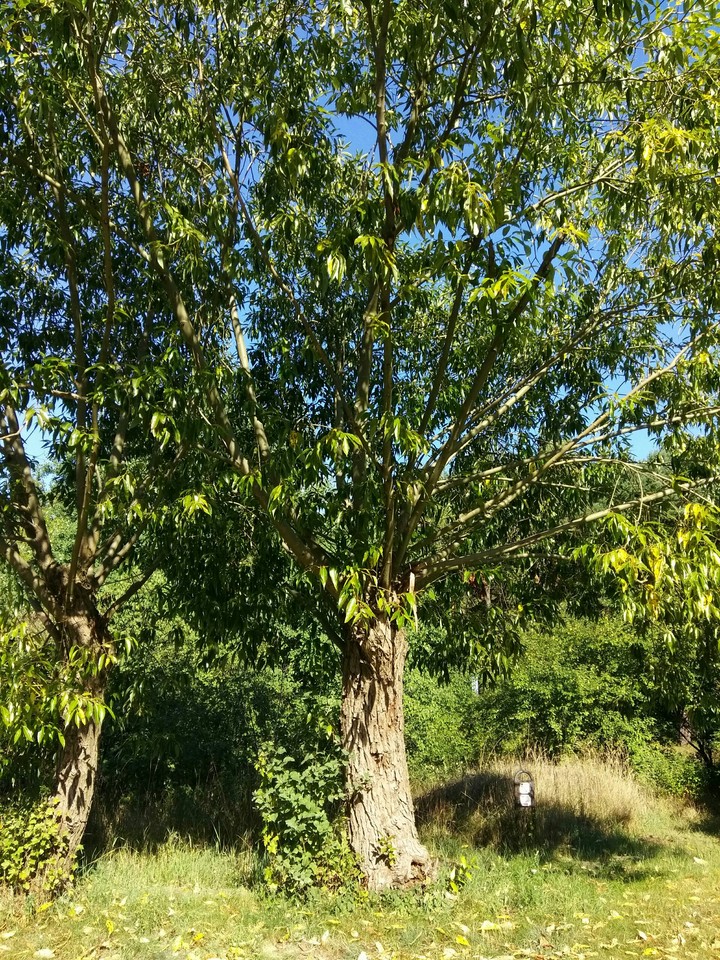 родословное древо