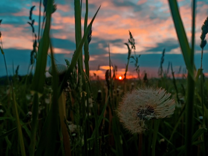 sunset & dandelion