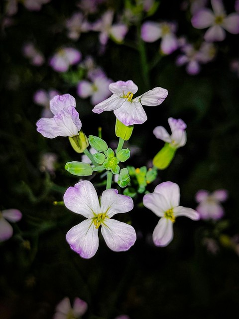 flower, petal achtergronden