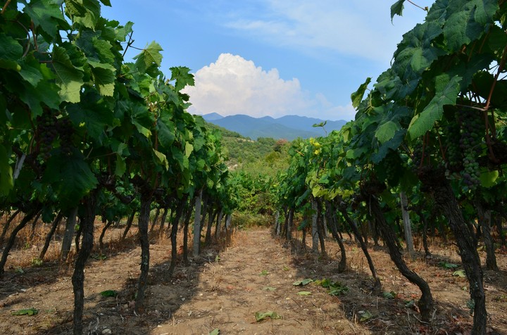 #wine