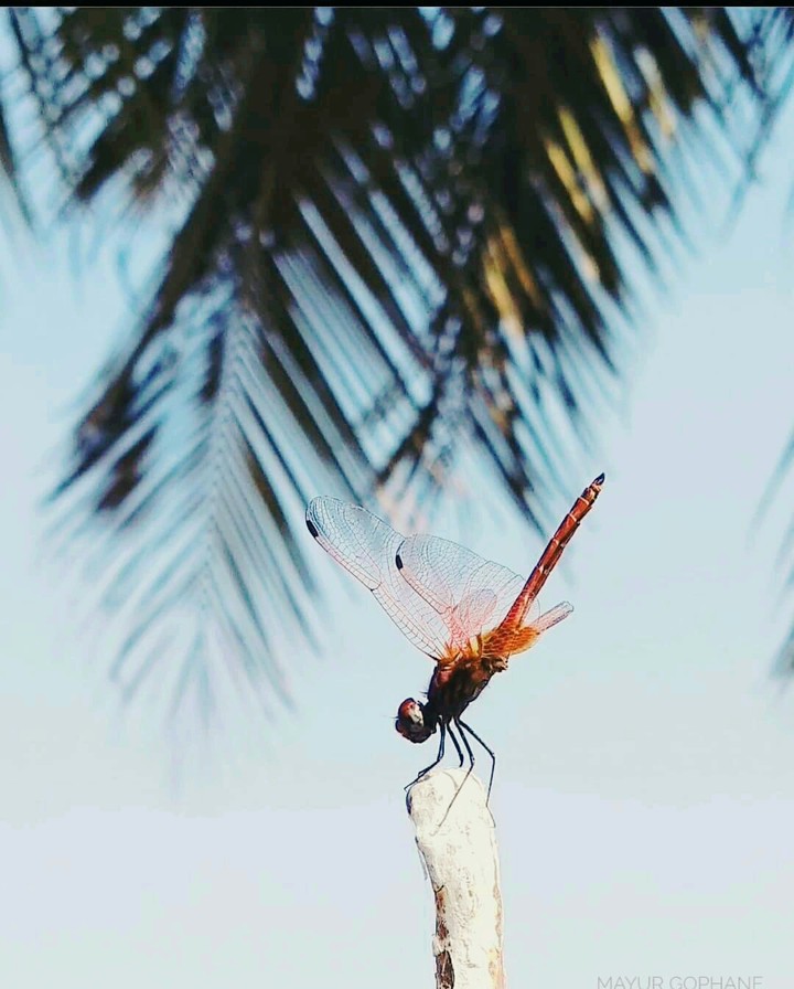 fly