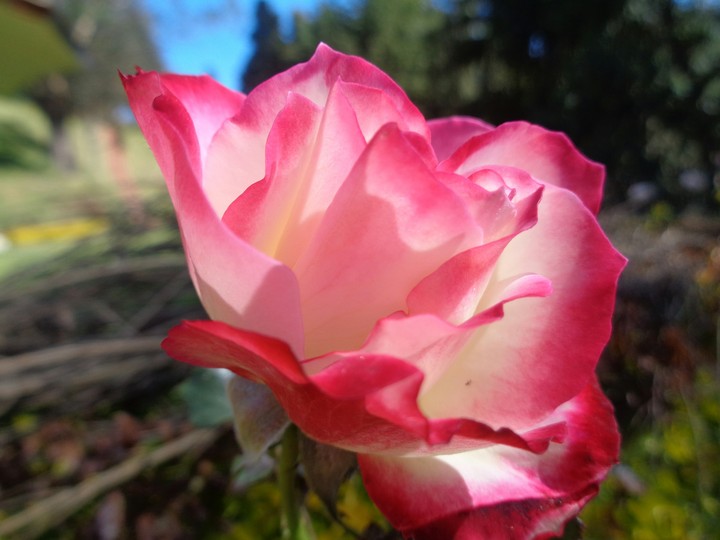pink