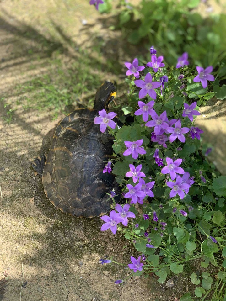 spring