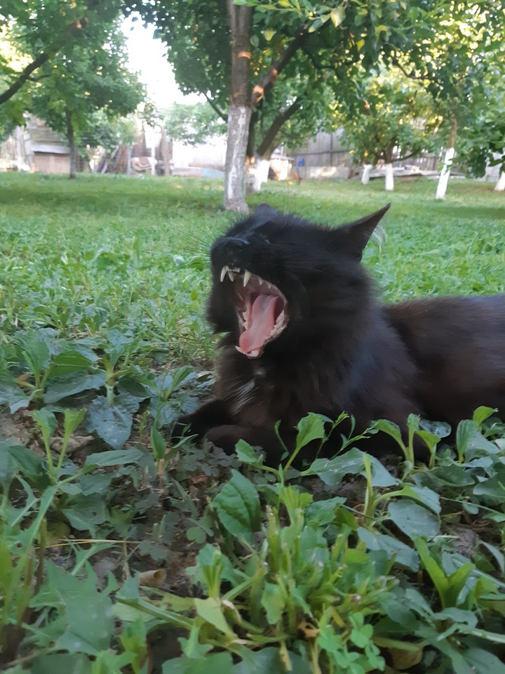 my black lion :))