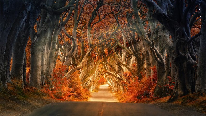the Dark Hedges of Armoy