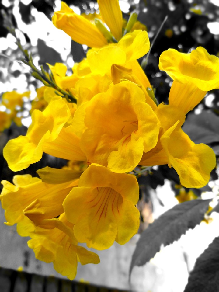 yellow flower