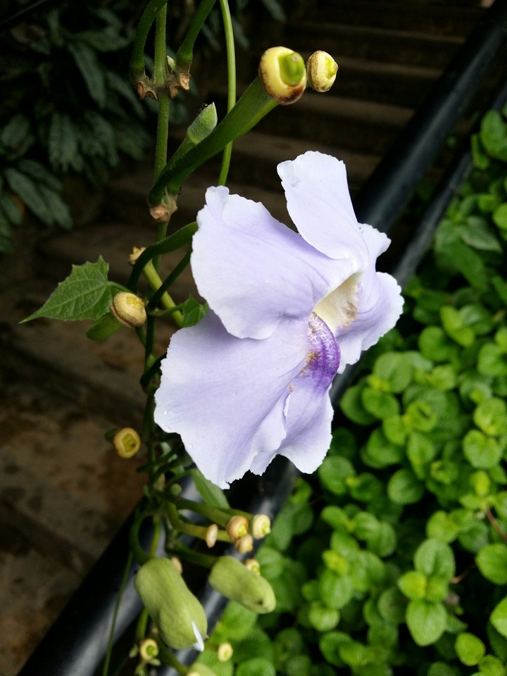 orchid