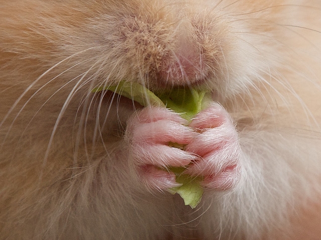 Nomnomm