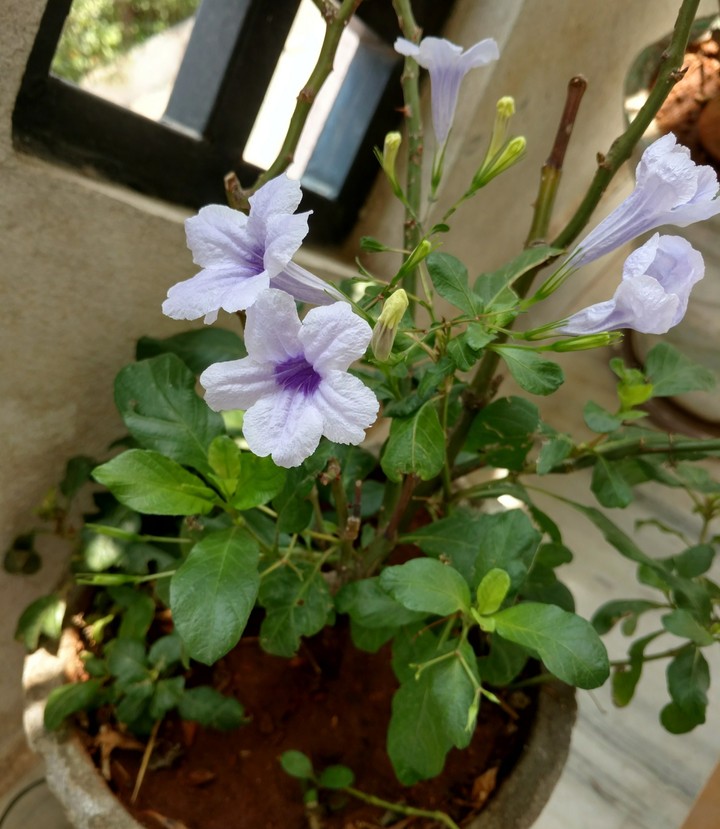 purple flower full blossomed