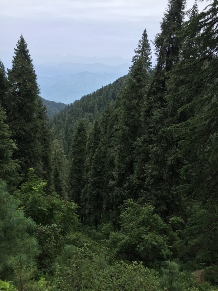 Trails of green