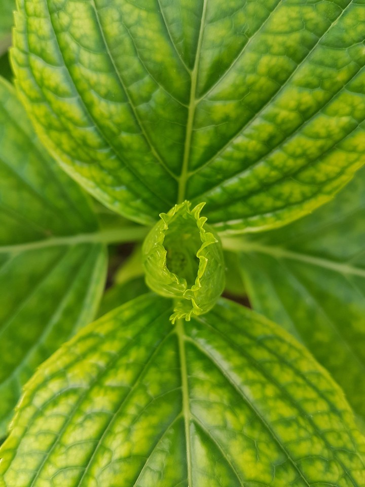 green