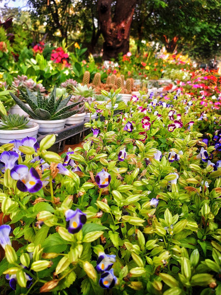 My Garden : Part I