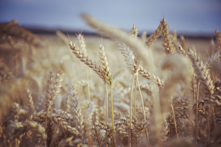 field