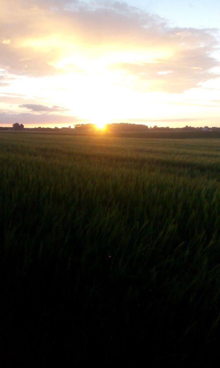 Field