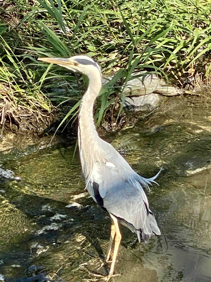 bird on water