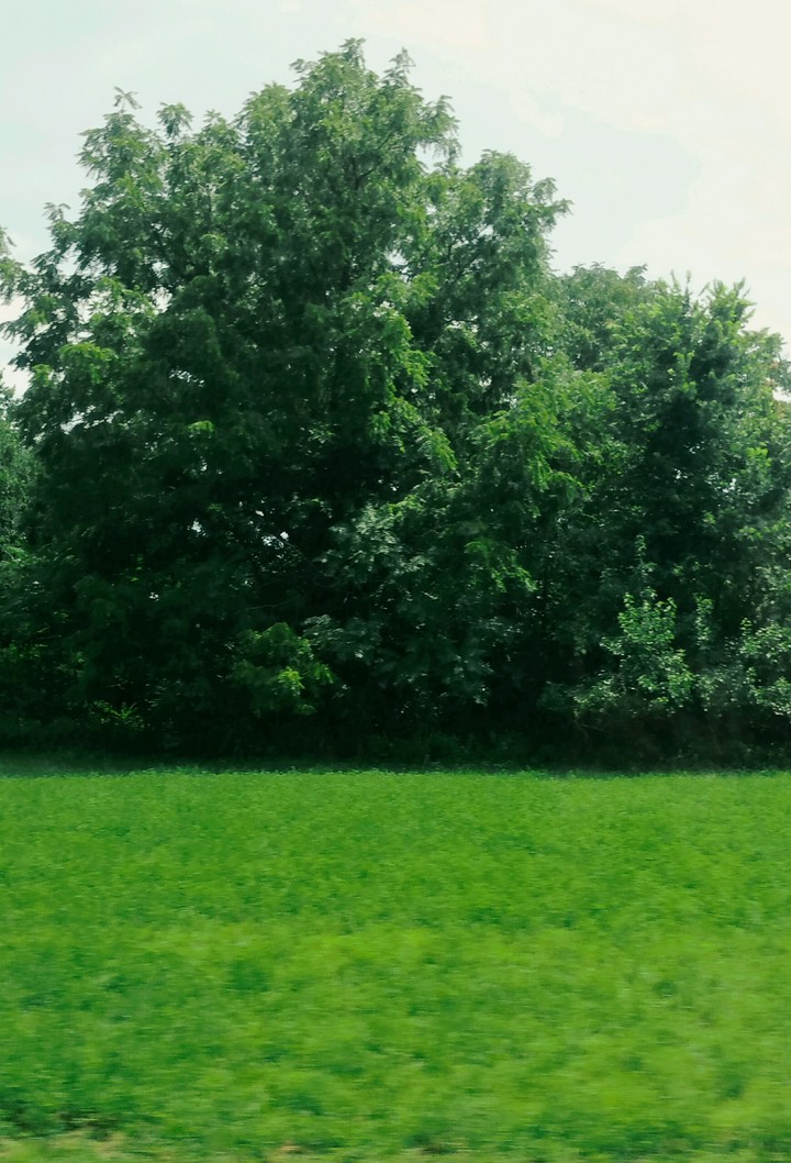 green!