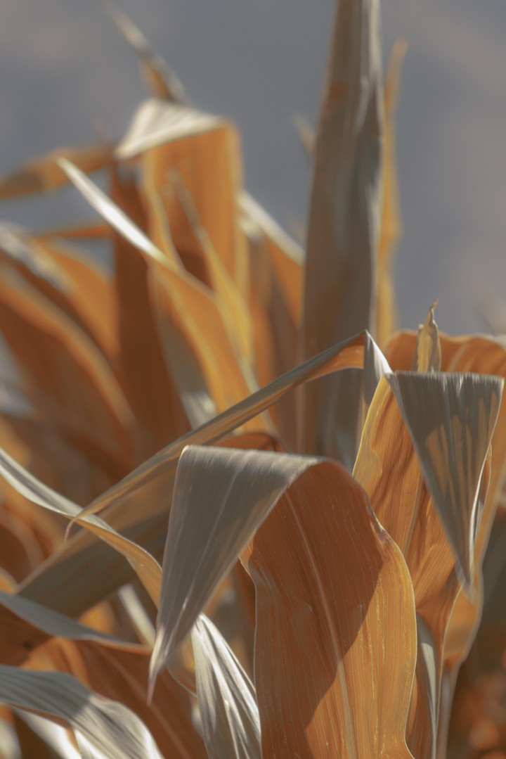 corn , my Instagram iD : @mi_na_k