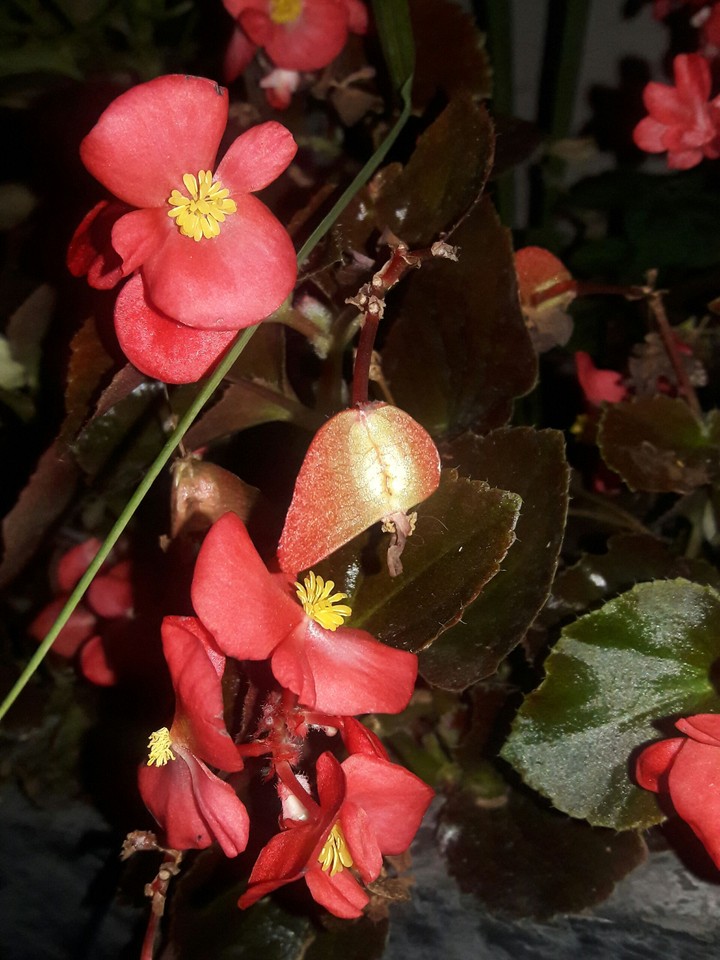 Flowers