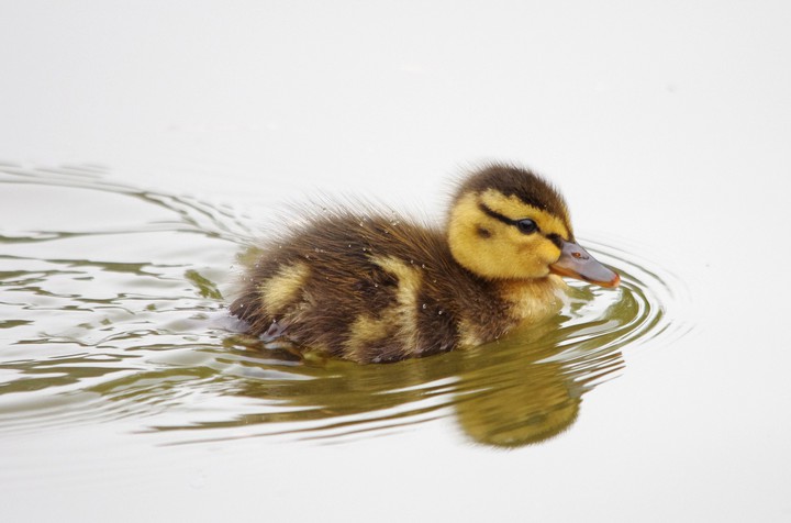 duckling