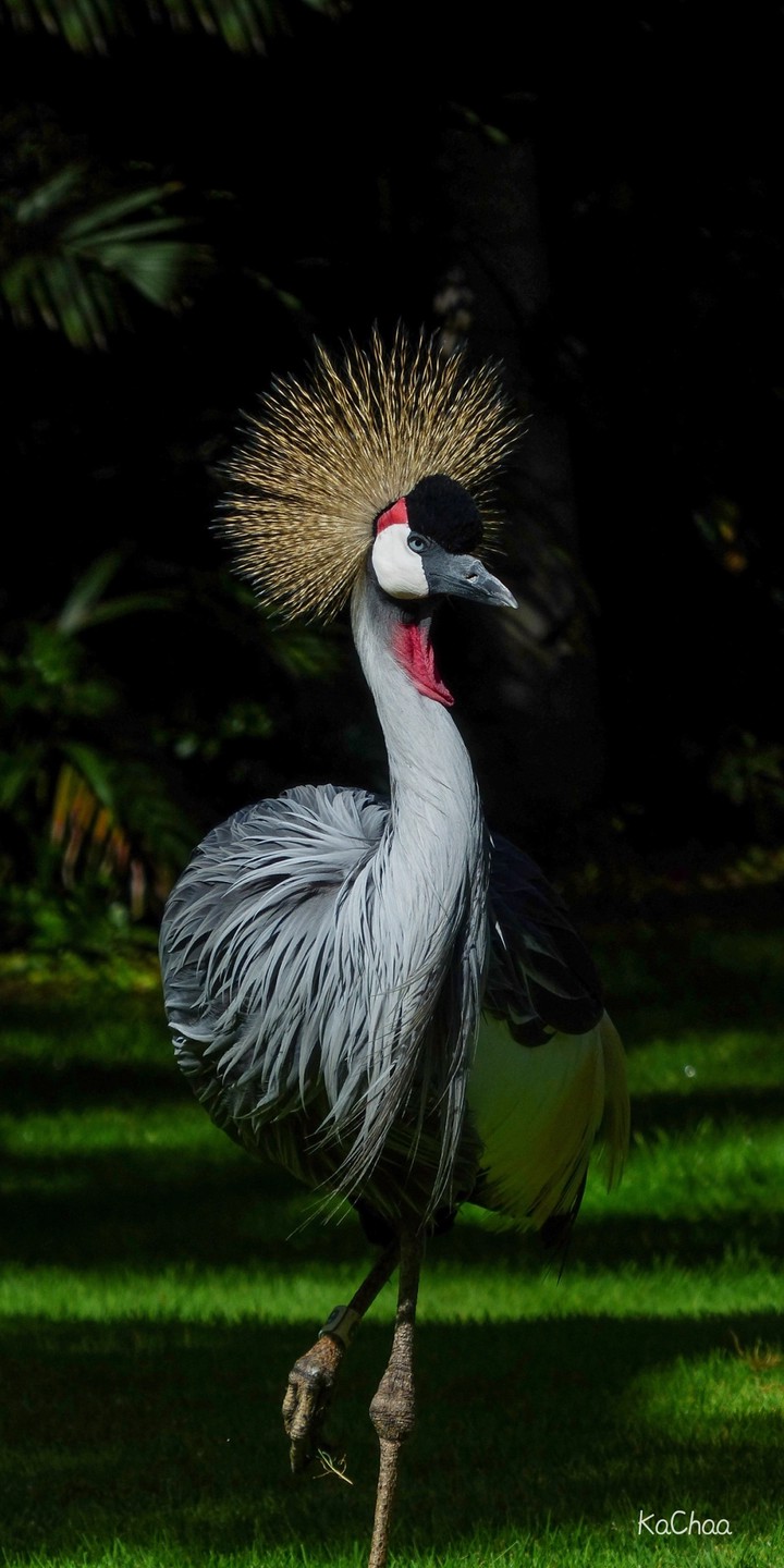 bird of Africa
