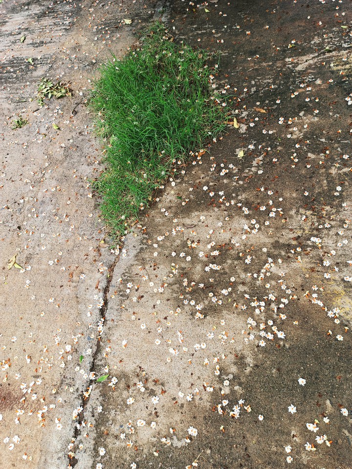 damp road with floral backround
