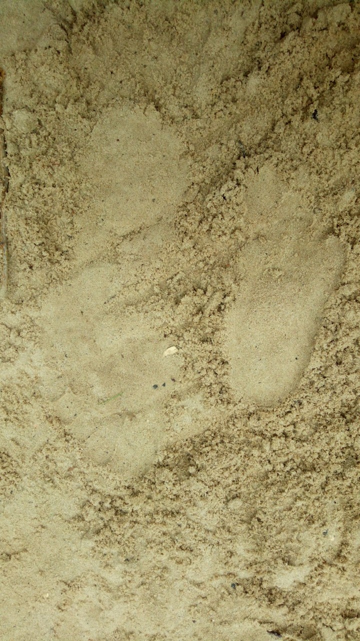 footprints