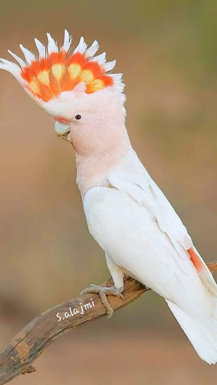 easer