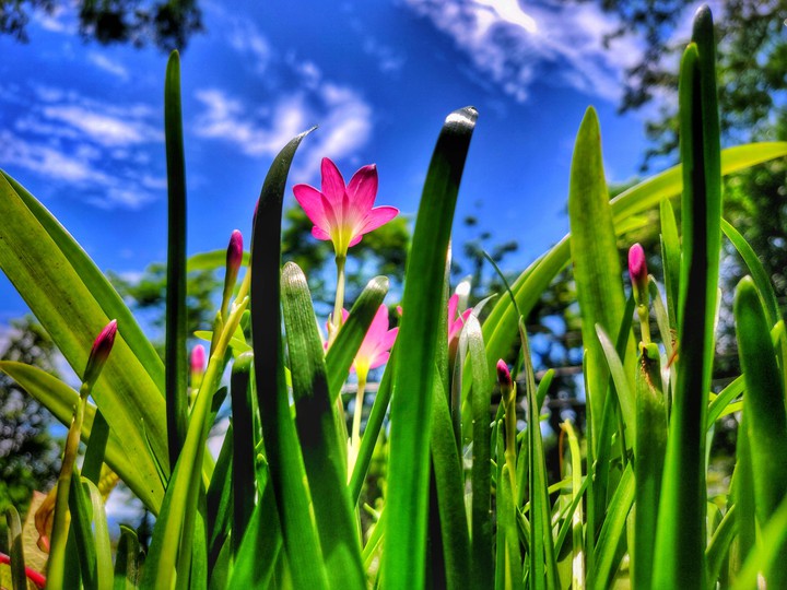 Pink Rain Lily
