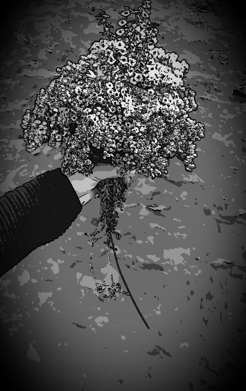 fonds d'écran white, darkness