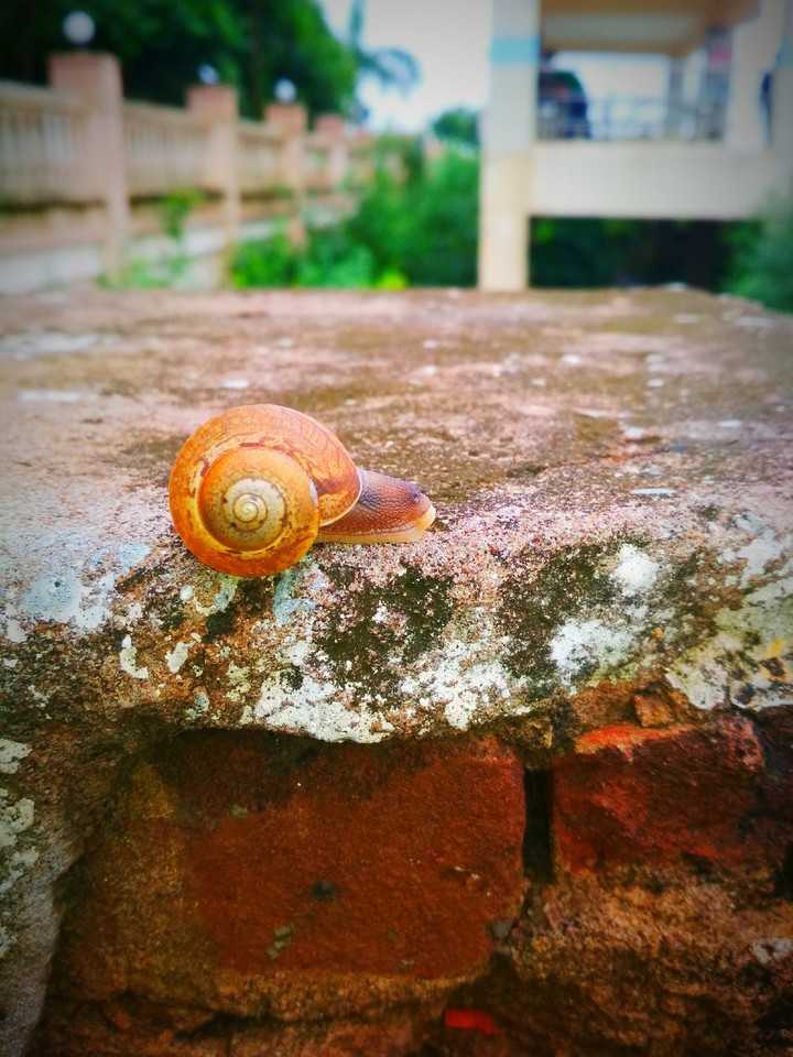 #snail love