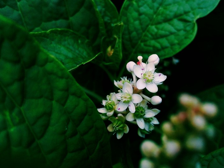 Little flowers