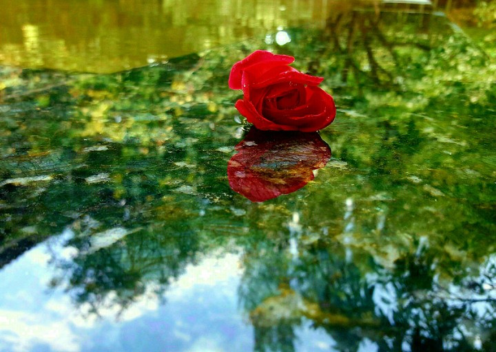 rose