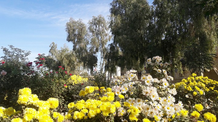 flowers in Rezgari