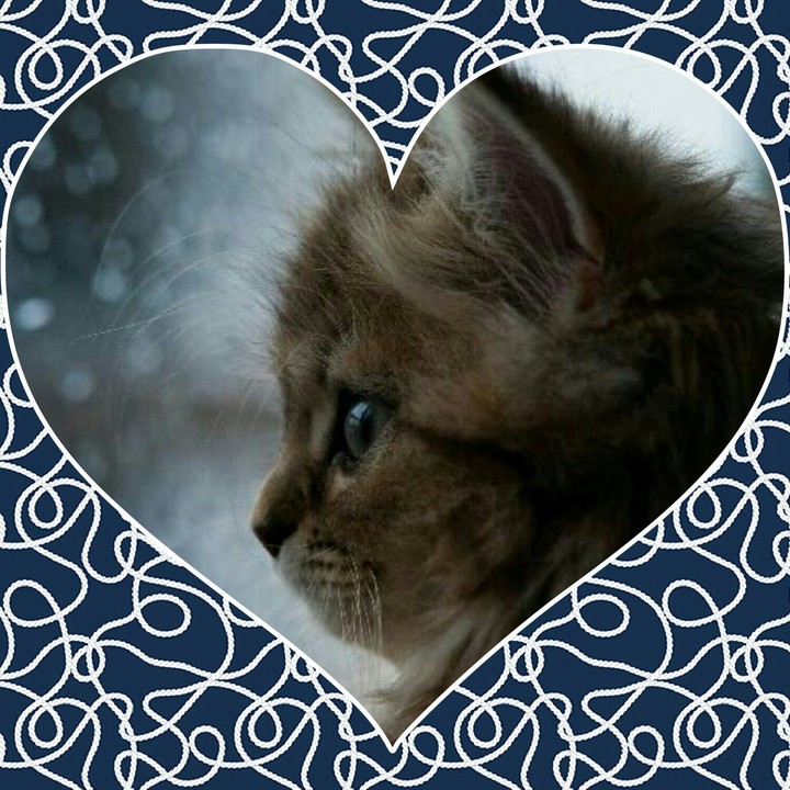 кот