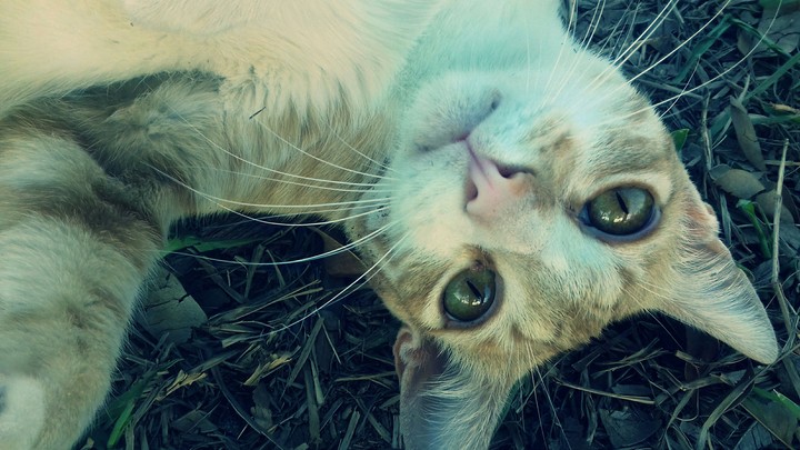 lindo gato