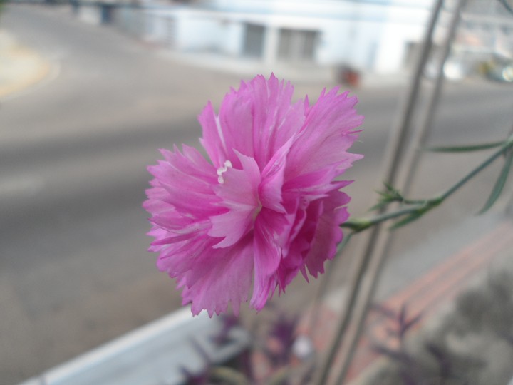 Clavel