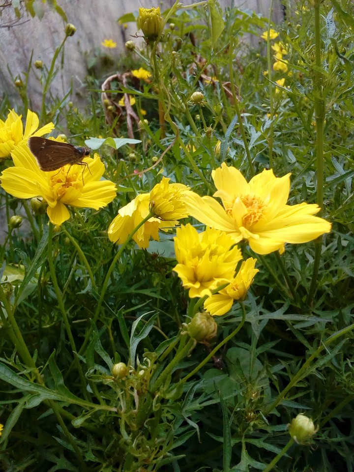 flowers