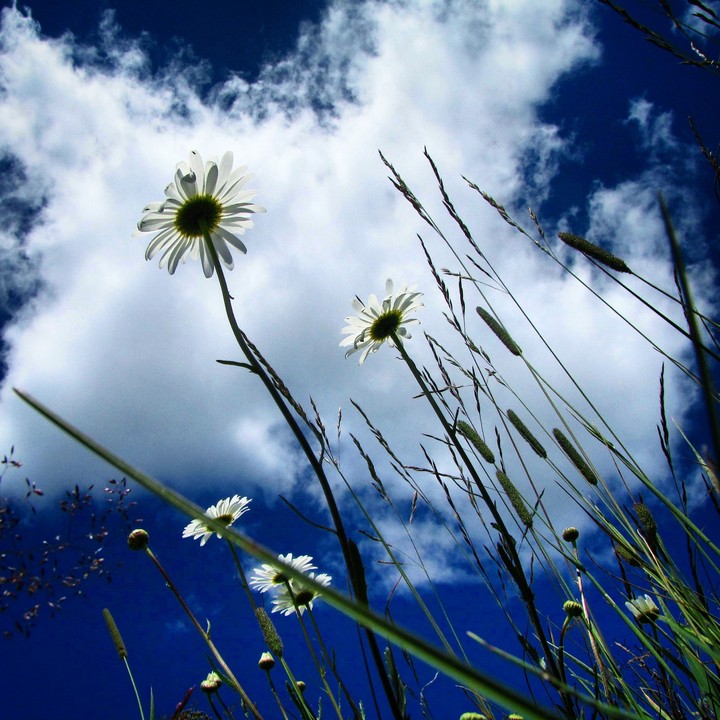 flowers and sky