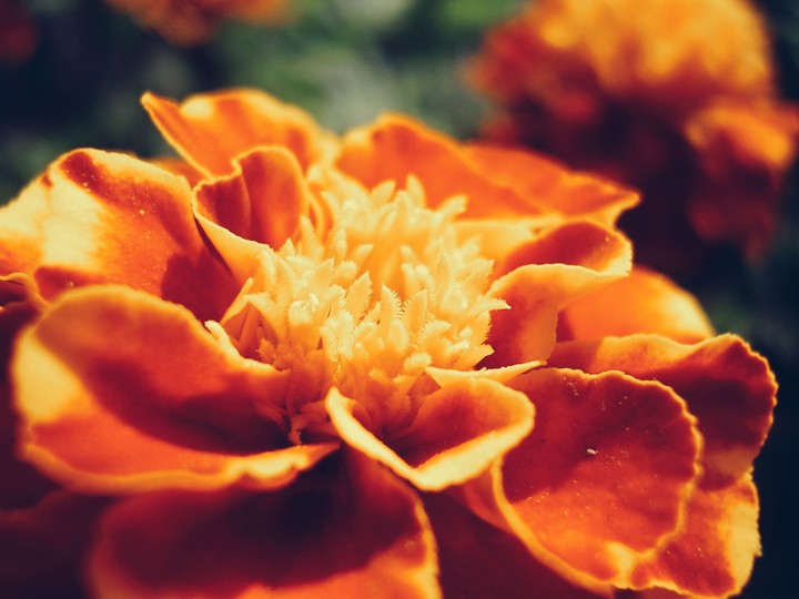 Tagetes|Бархатцы