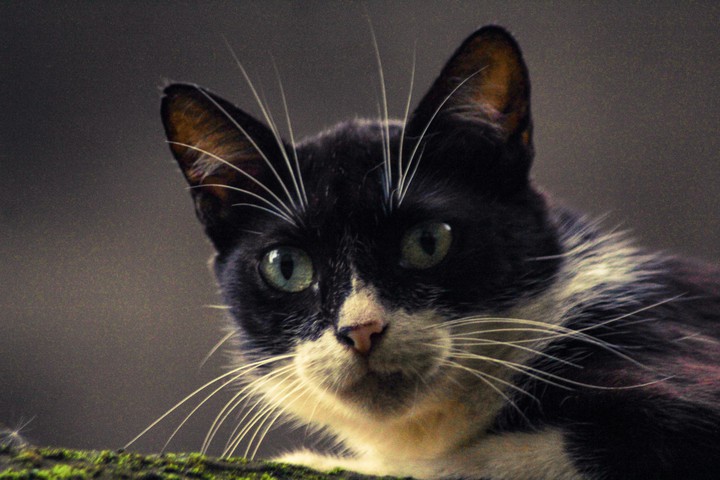 black cat