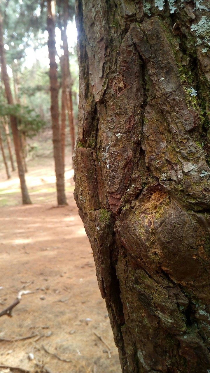 Nature