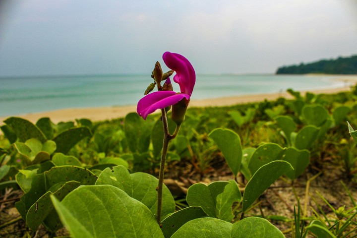 flower