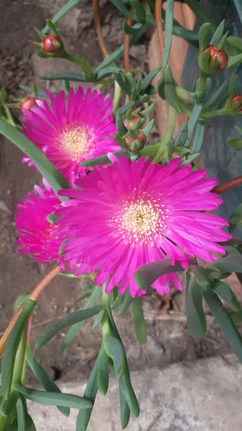 ταπετσαρίες shrub, groundcover